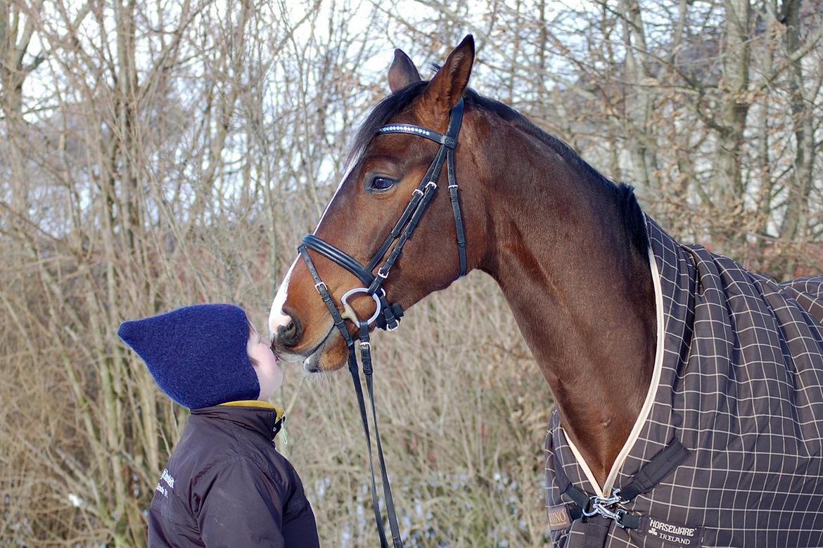 Dansk Varmblod Camarro SR billede 20