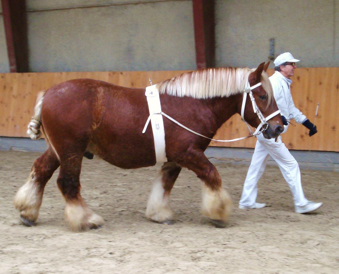Jyde Findus Tindbæklund billede 4