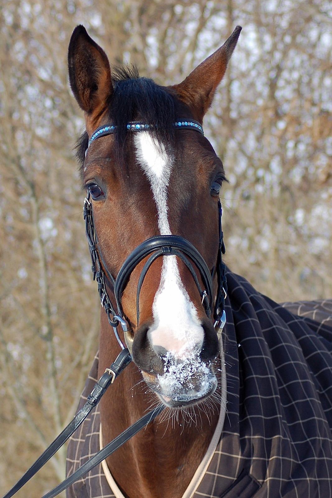 Dansk Varmblod Camarro SR billede 21