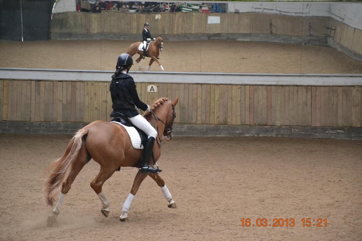 DSP Red Rebel Vrå (Rolf) -  øgning til et 8 tal  billede 2