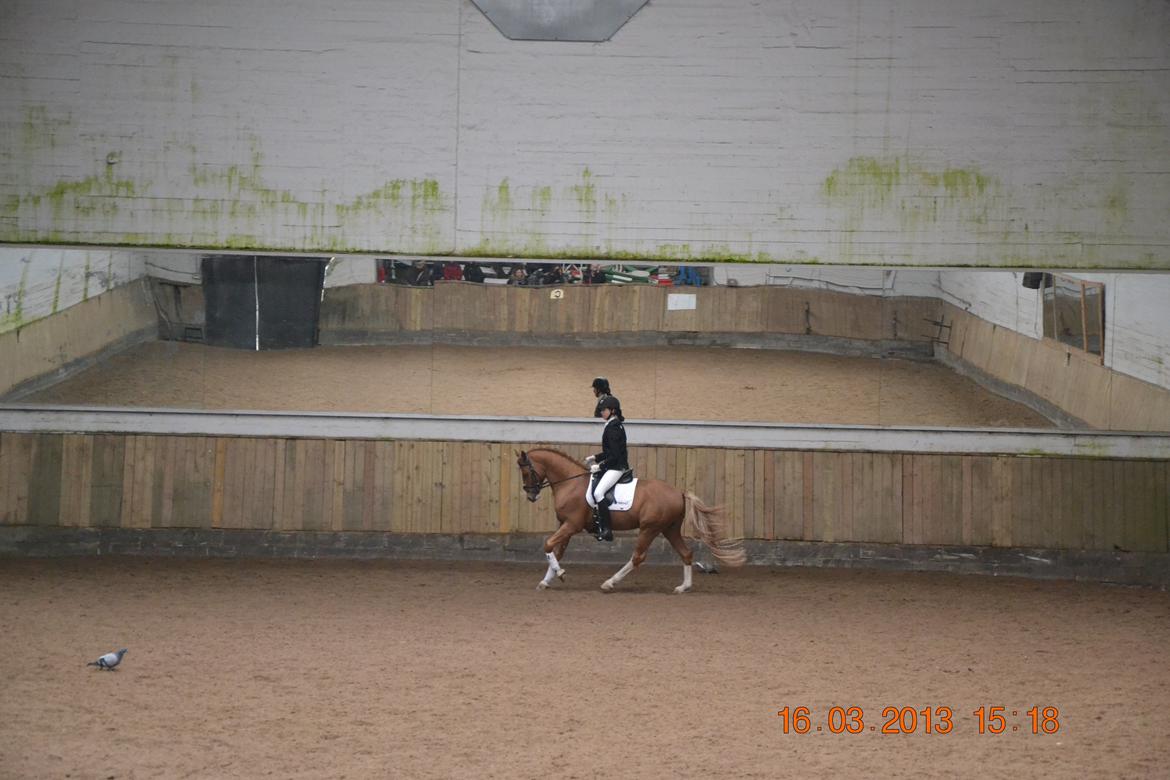 DSP Red Rebel Vrå (Rolf) - LA1 til 72,3% billede 9