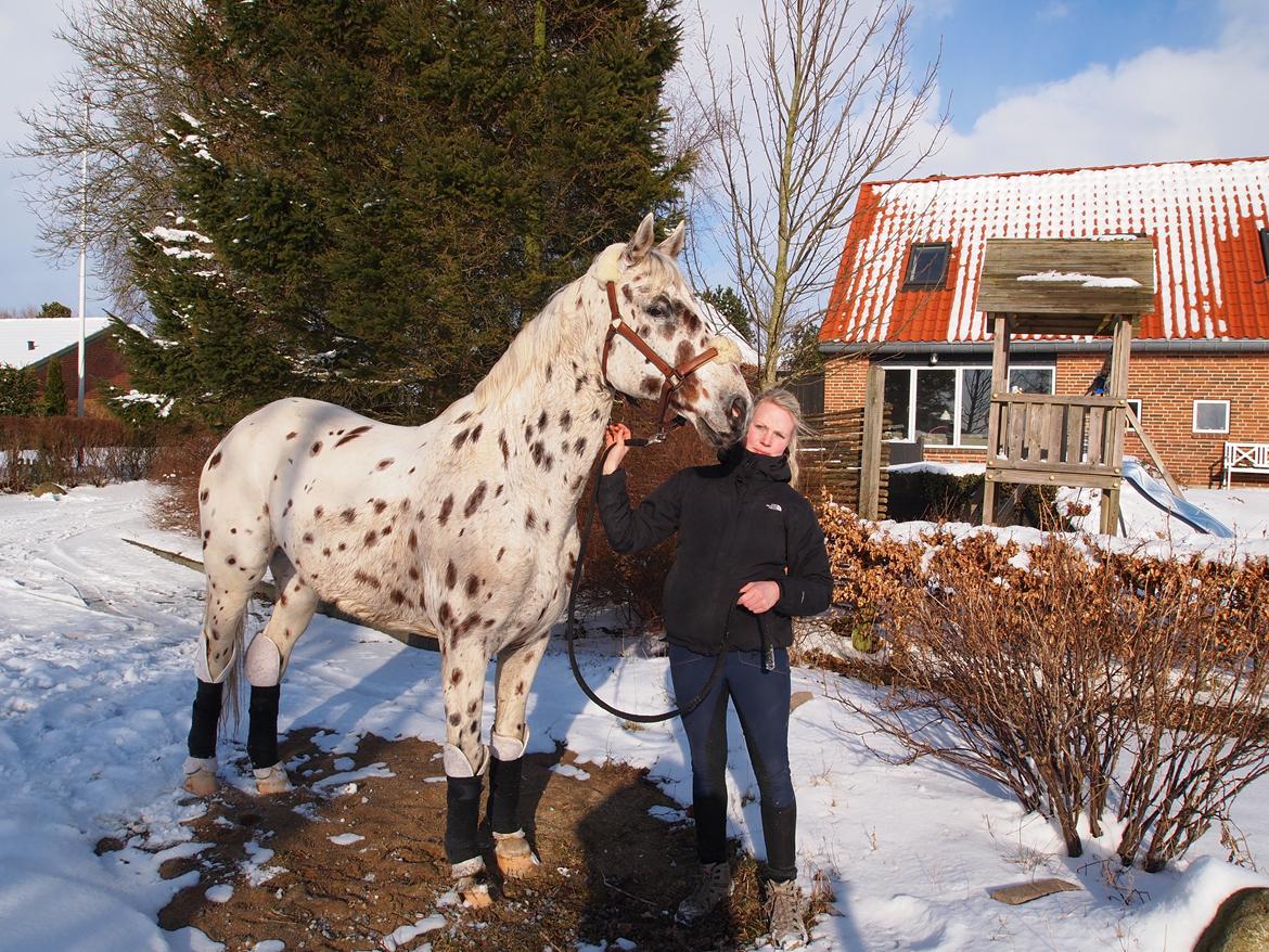 Knabstrupper Xanto (Solgt) billede 2