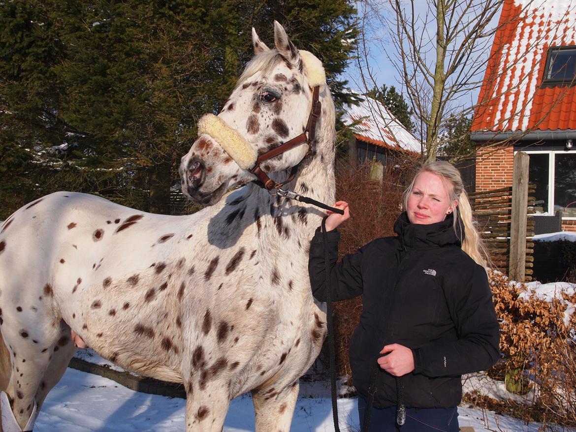 Knabstrupper Xanto (Solgt) billede 1