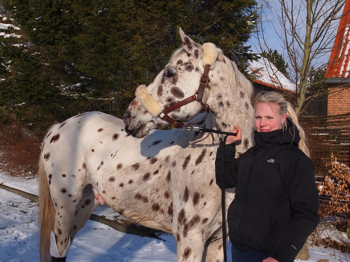 Knabstrupper Xanto (Solgt) billede 3