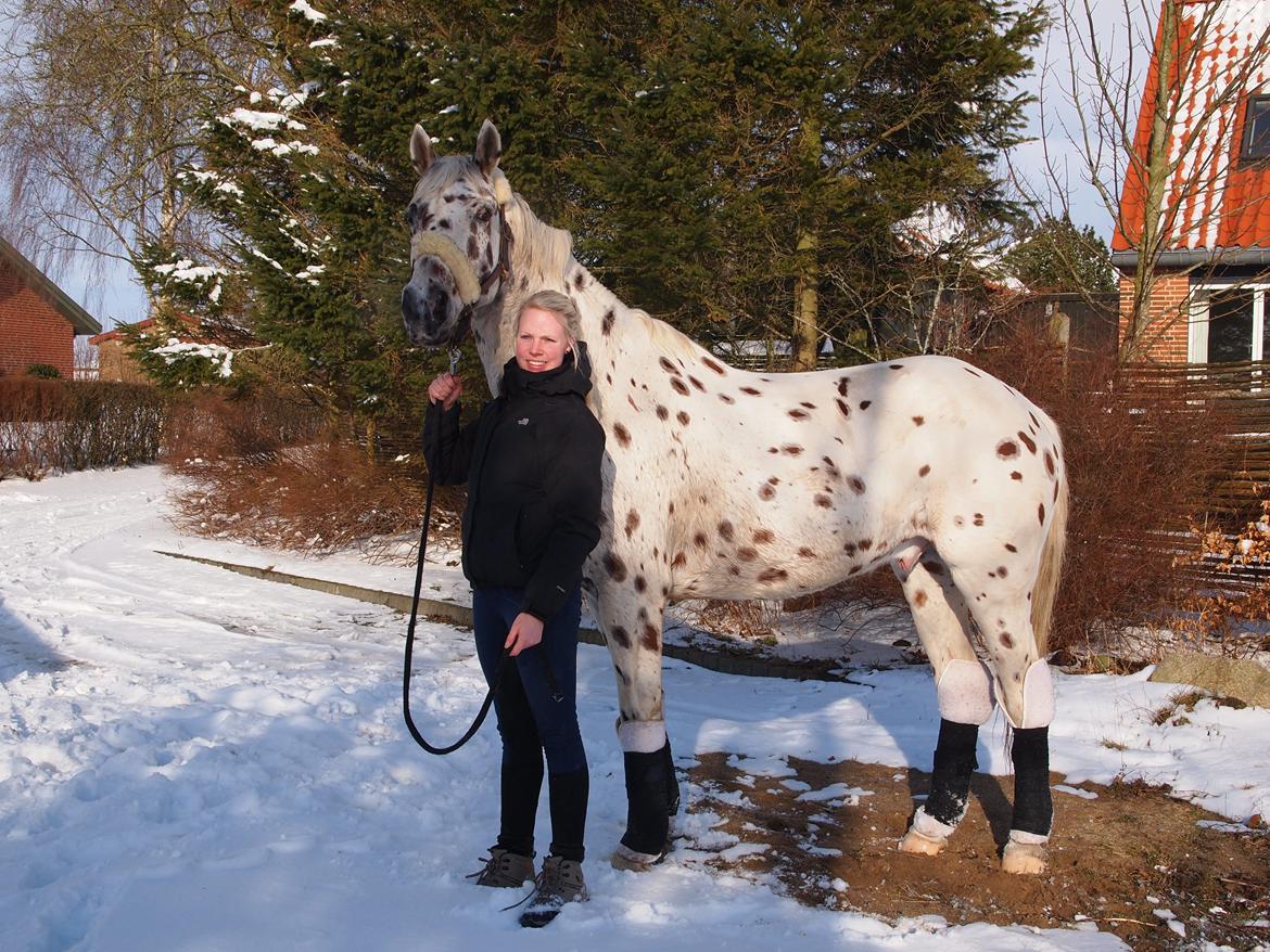 Knabstrupper Xanto (Solgt) billede 4