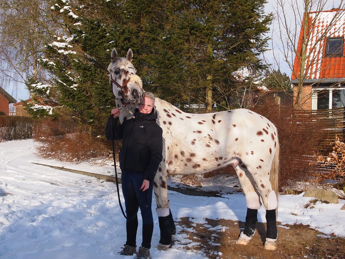 Knabstrupper Xanto (Solgt) billede 5