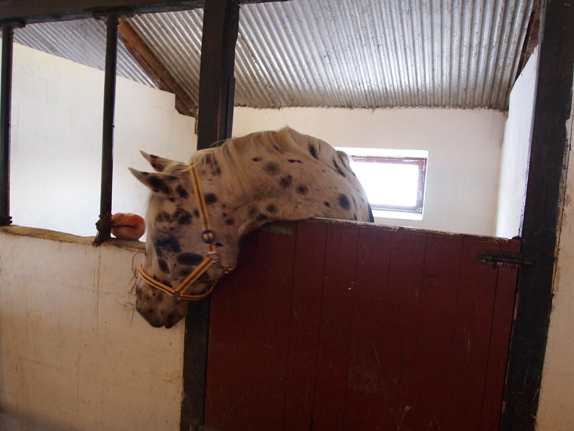 Knabstrupper Xanto (Solgt) billede 6