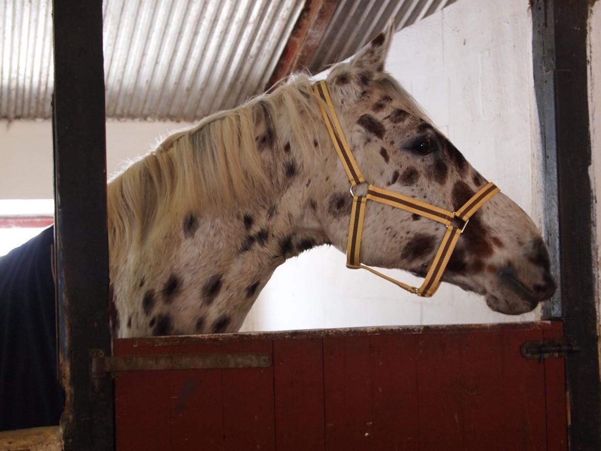 Knabstrupper Xanto (Solgt) billede 7