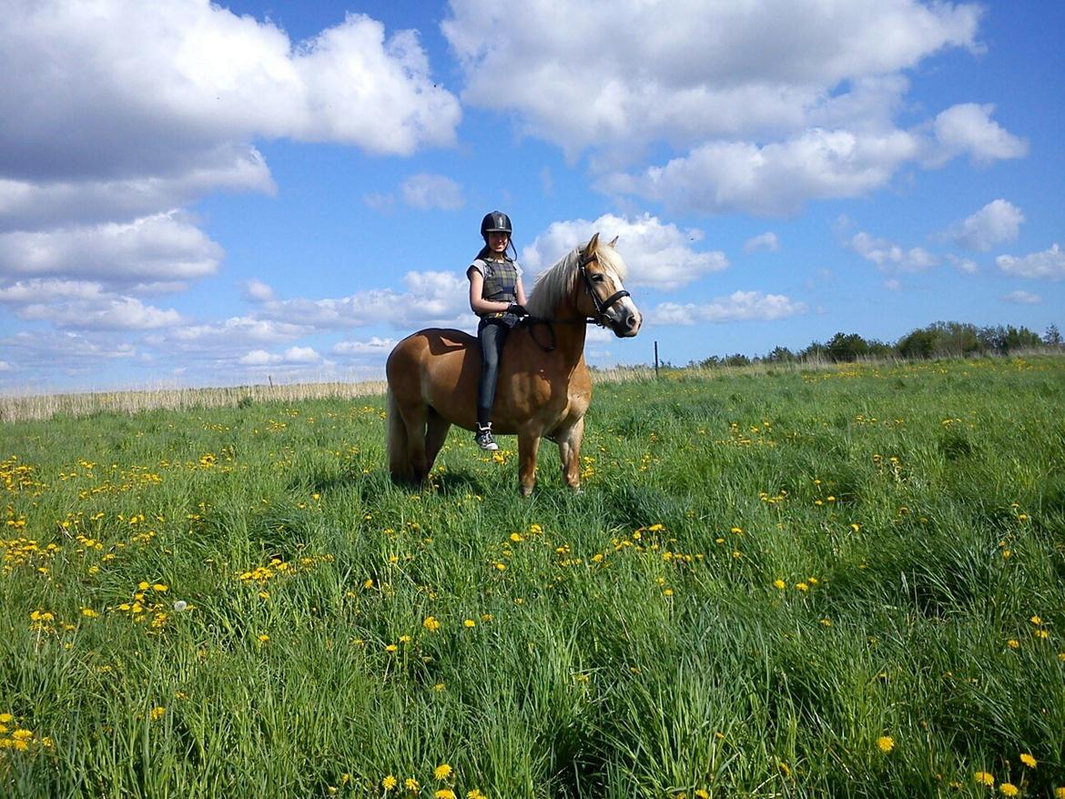 Tyroler Haflinger Stella billede 9