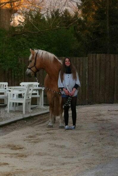 Tyroler Haflinger Stella - Et billed taget i sommersolen! billede 10