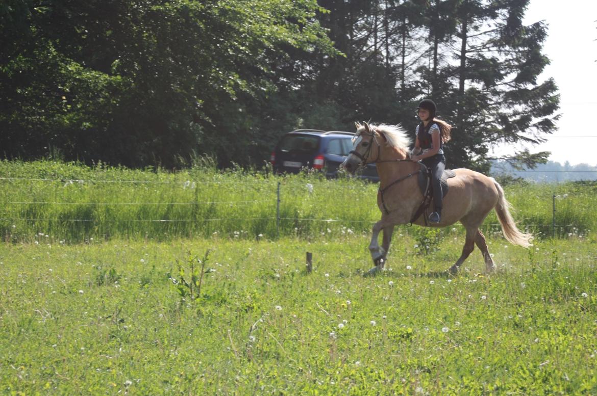 Tyroler Haflinger Stella billede 11
