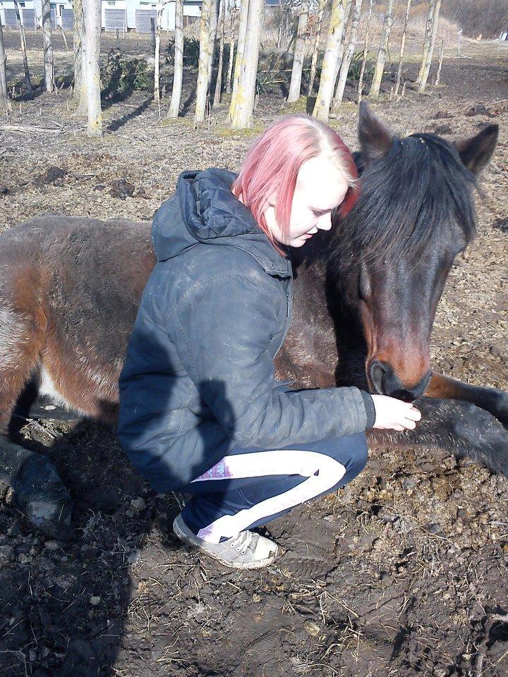 Anden særlig race Nellebjerggård's Bergers BS billede 7