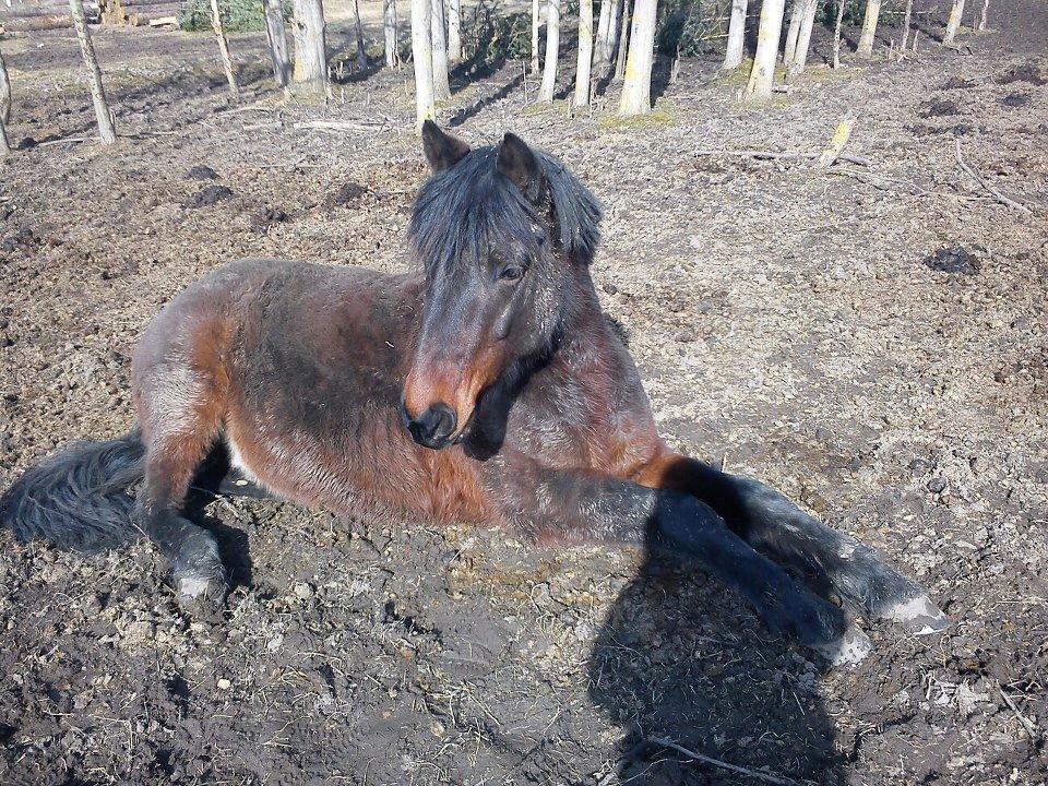 Anden særlig race Nellebjerggård's Bergers BS billede 2
