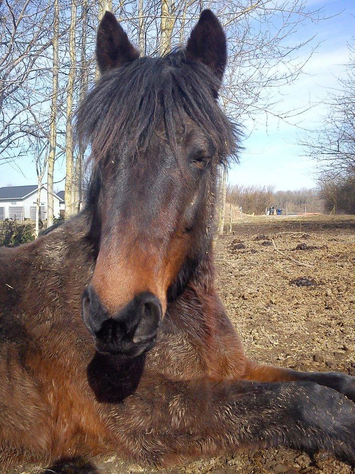 Anden særlig race Nellebjerggård's Bergers BS - Velkommen til min profil billede 3