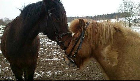 Anden særlig race Nellebjerggård's Bergers BS billede 9
