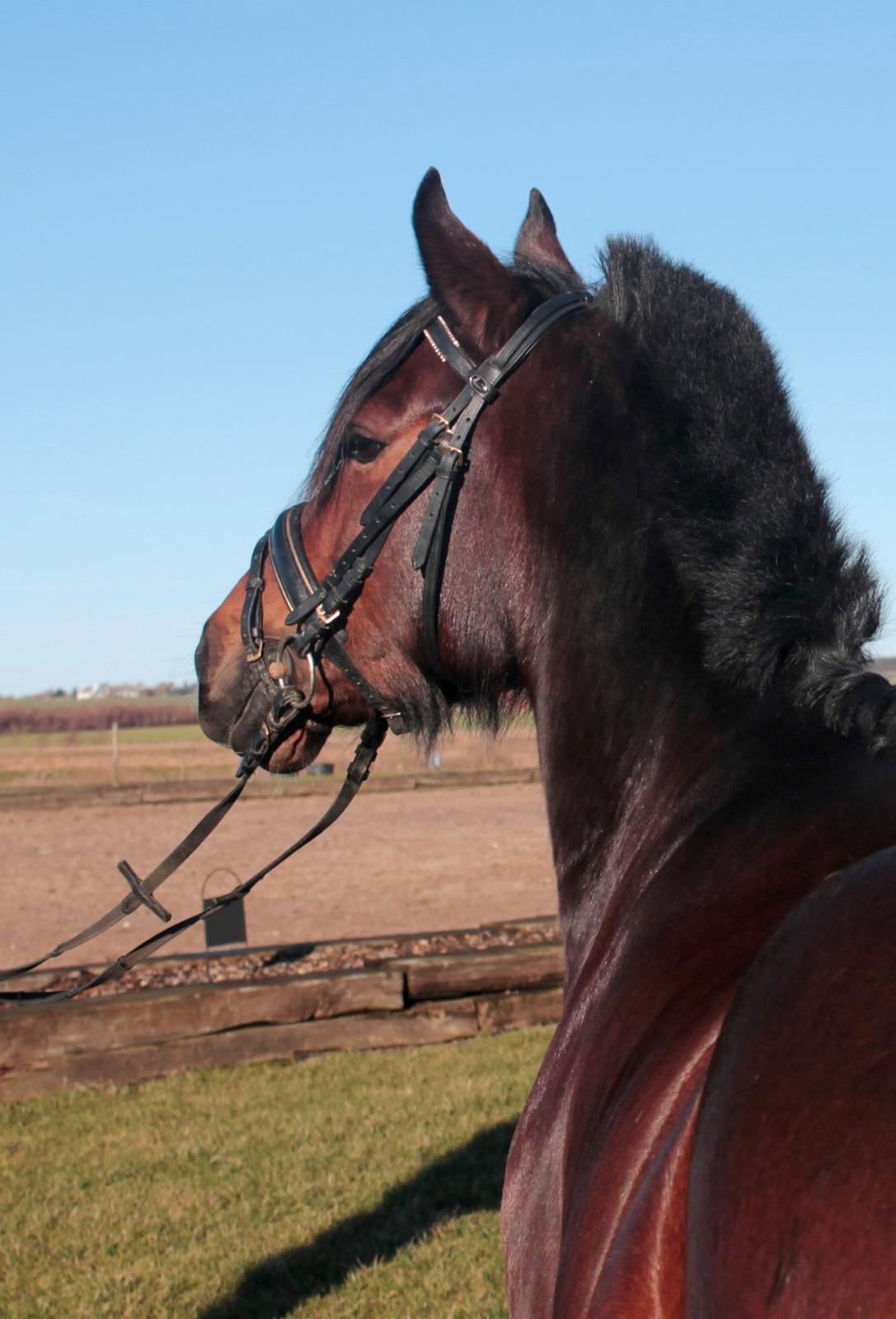 Welsh Pony af Cob-type (sec C) Haymos Chameur *solgt* billede 18