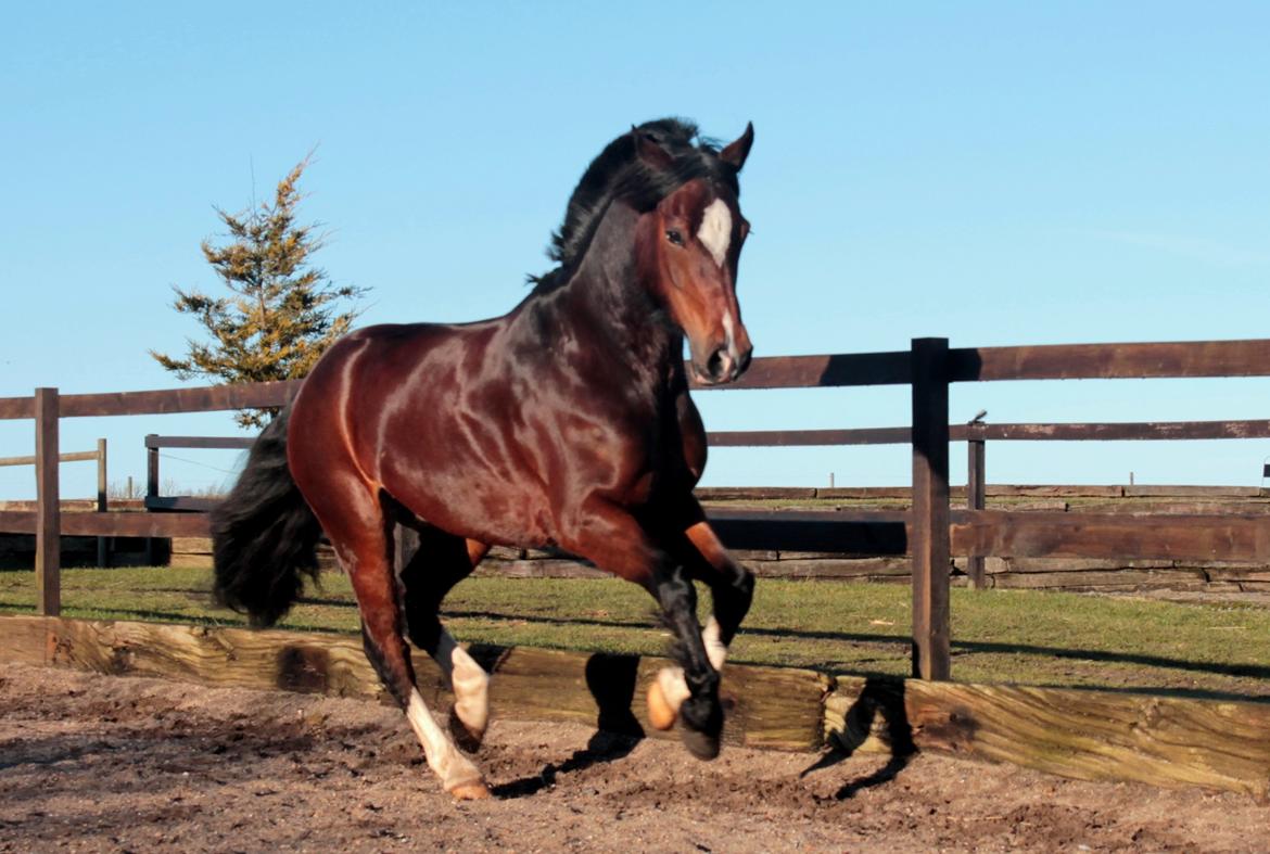 Welsh Pony af Cob-type (sec C) Haymos Chameur *solgt* billede 19