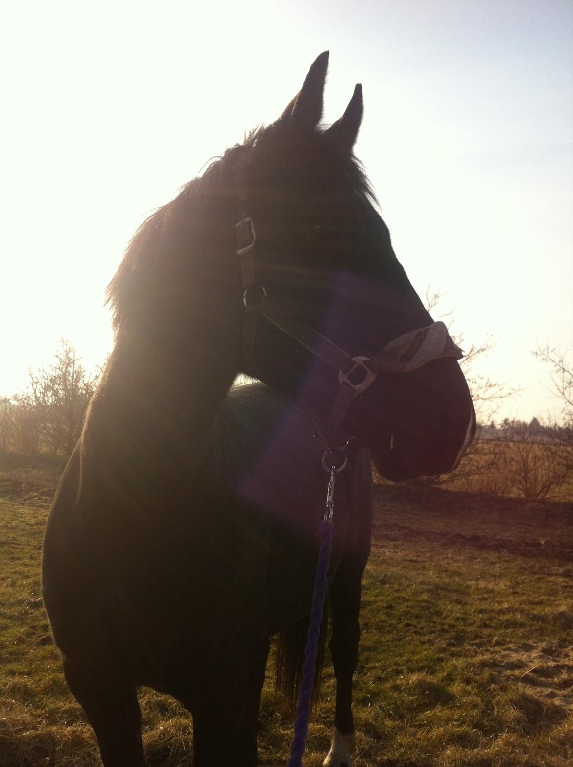 Oldenborg Almsgaards olympia billede 1