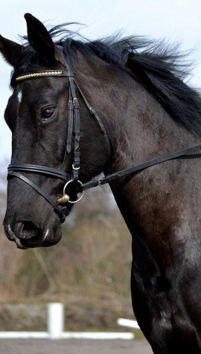 Oldenborg Almsgaards olympia billede 3