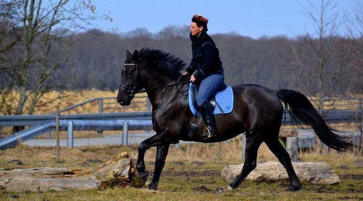 Oldenborg Almsgaards olympia billede 5