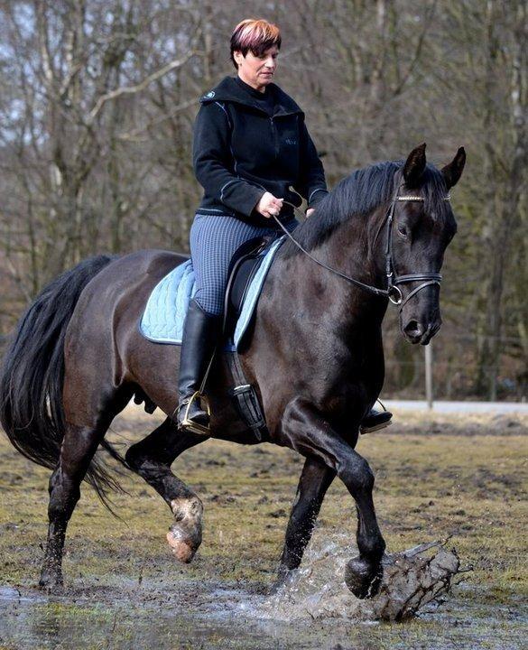 Oldenborg Almsgaards olympia billede 7