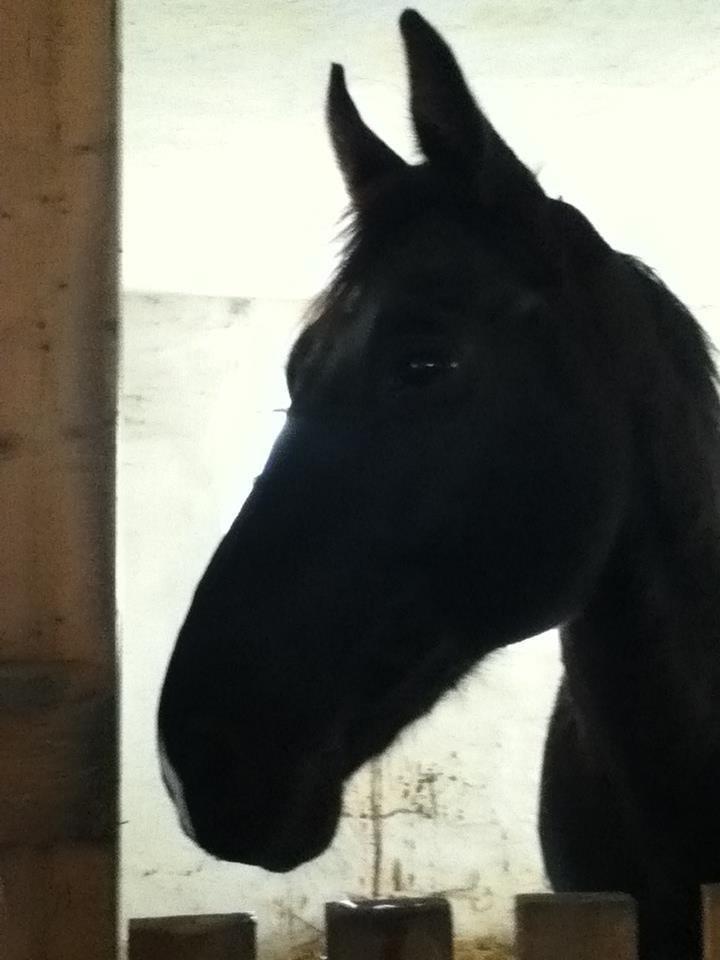 Oldenborg Almsgaards olympia billede 9