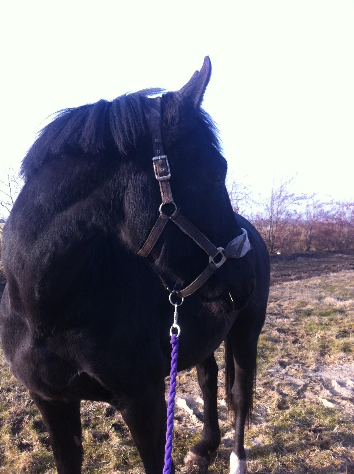 Oldenborg Almsgaards olympia billede 11