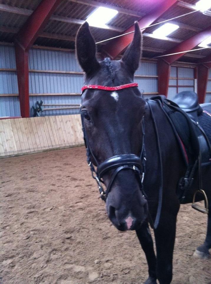 Oldenborg Almsgaards olympia billede 10