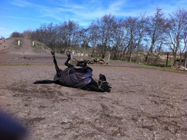 Oldenborg Almsgaards olympia billede 12