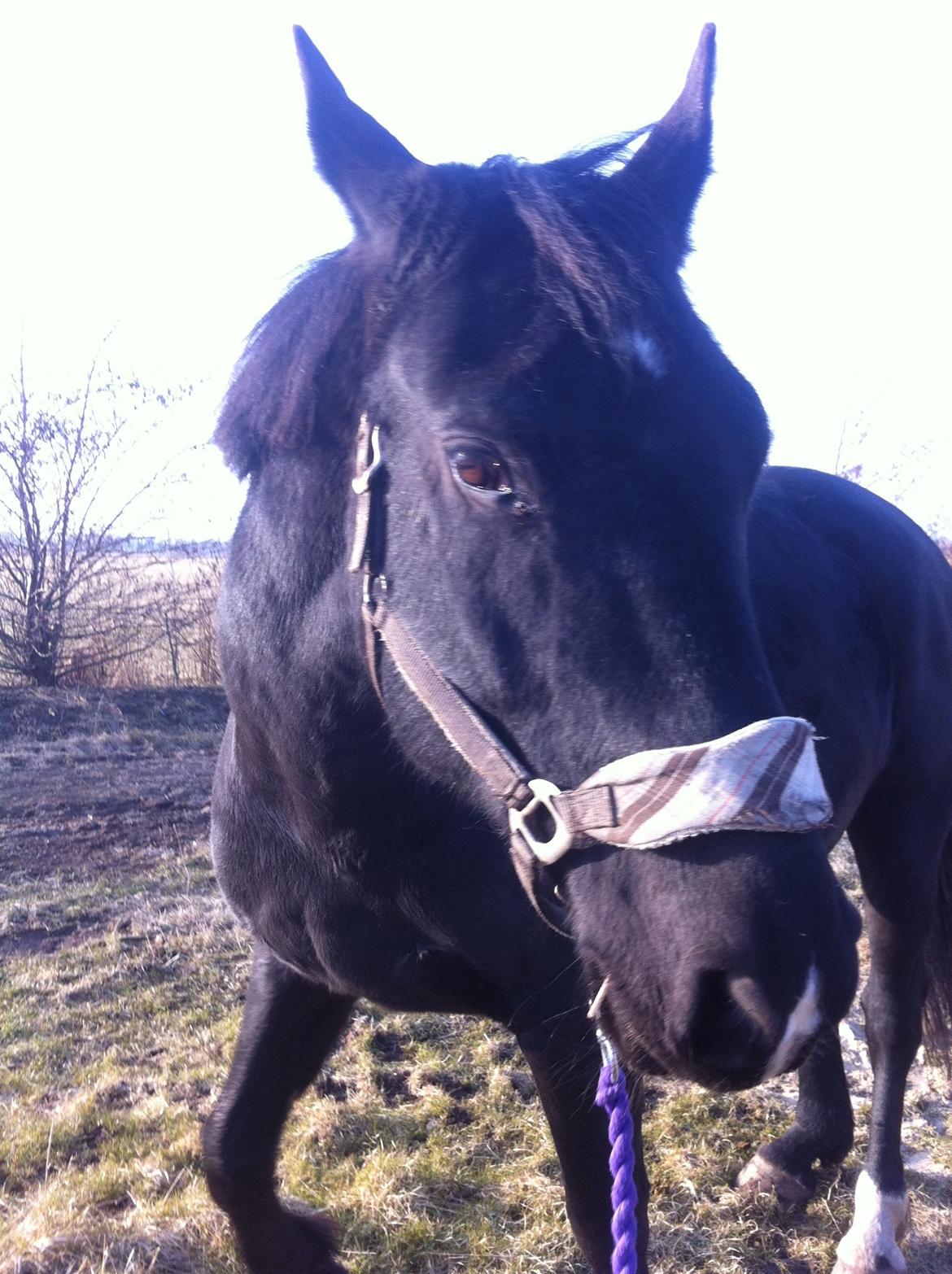 Oldenborg Almsgaards olympia billede 14