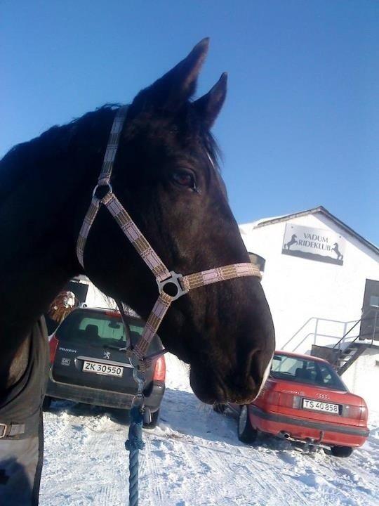 Oldenborg Almsgaards olympia billede 15