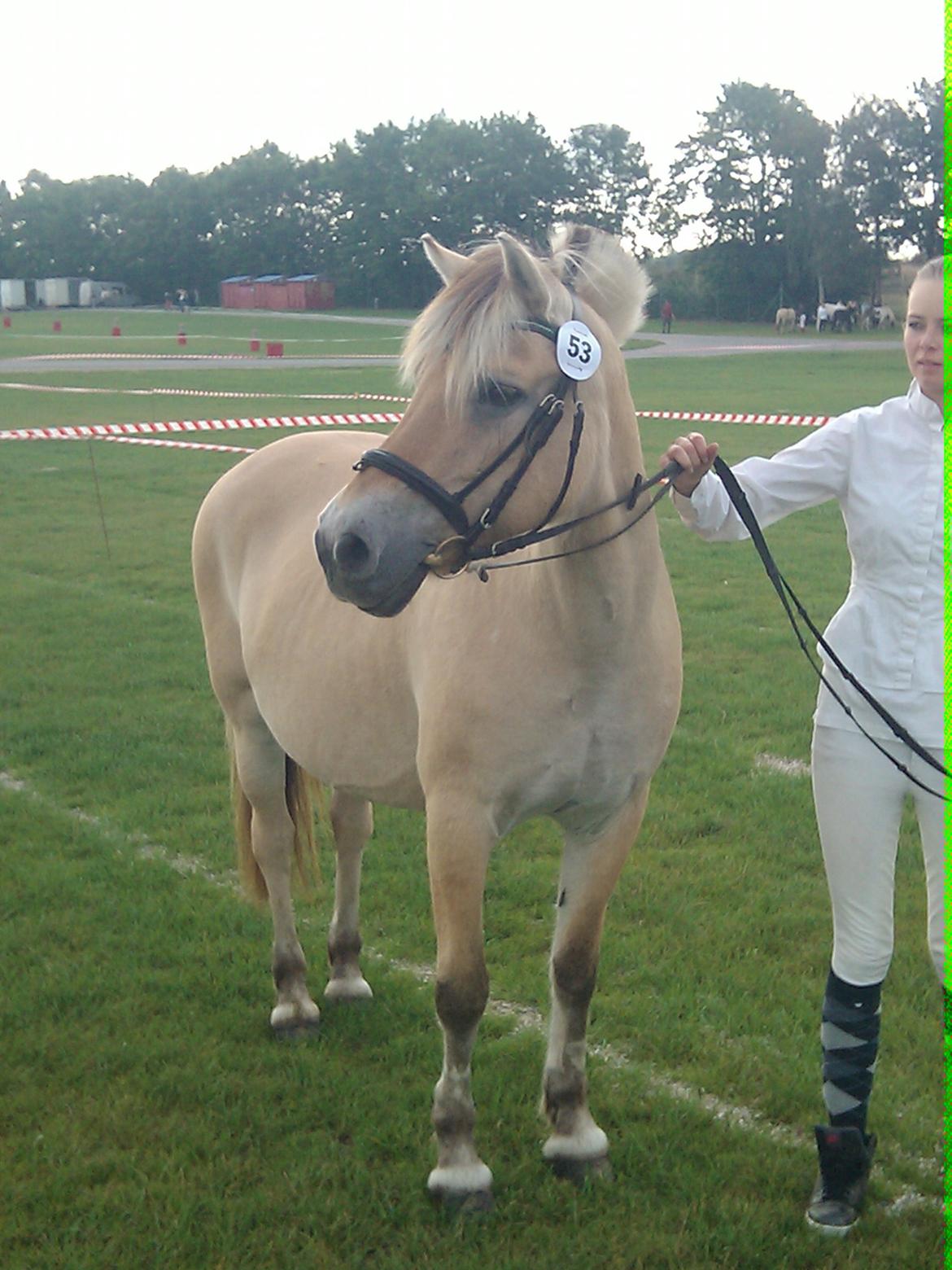 Fjordhest Susan Bøgevang billede 11