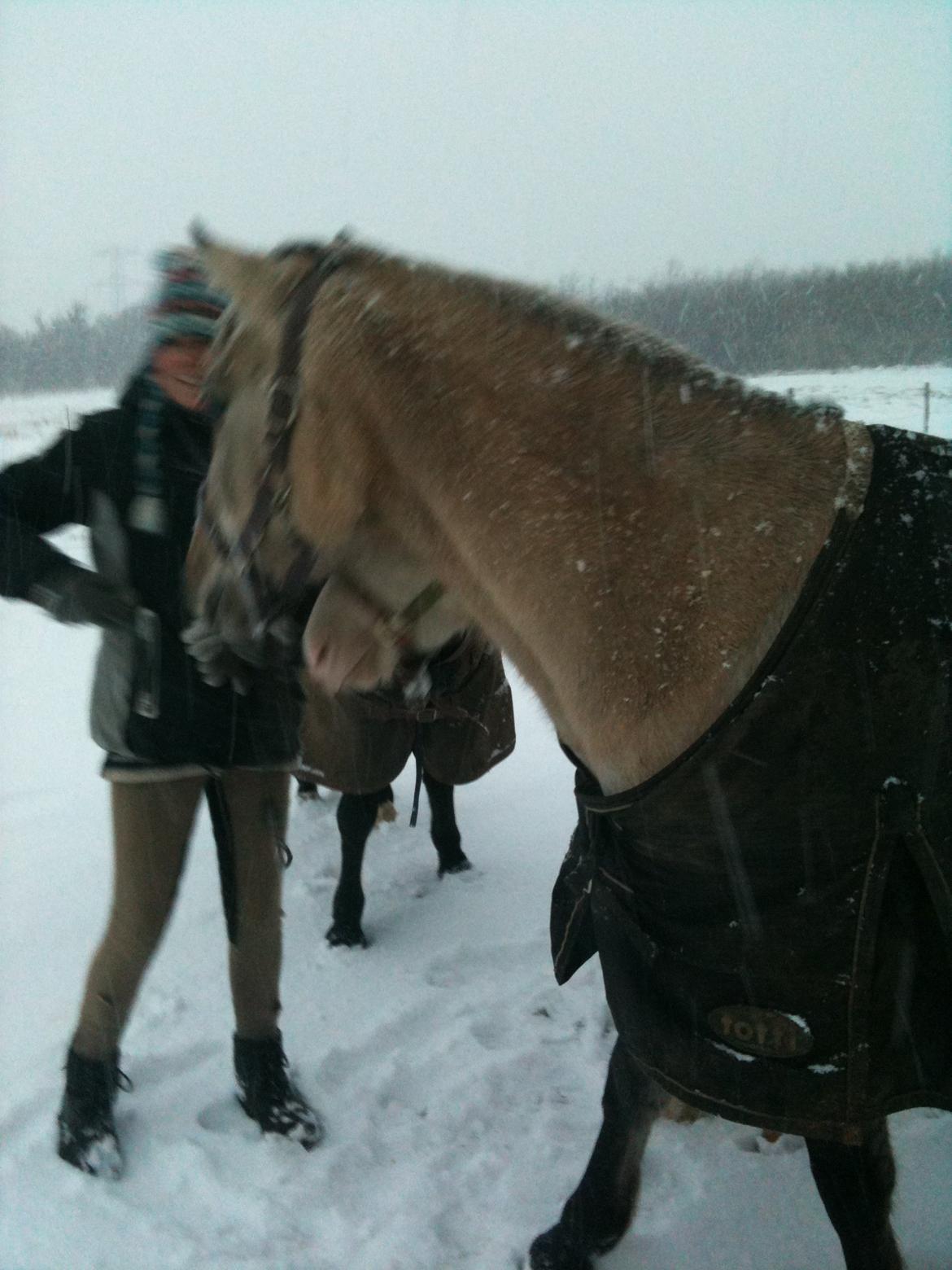 Anden særlig race Nasira Vanilla Alvilda billede 14