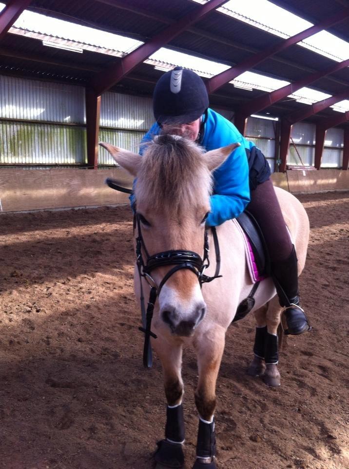 Fjordhest Thilde billede 10