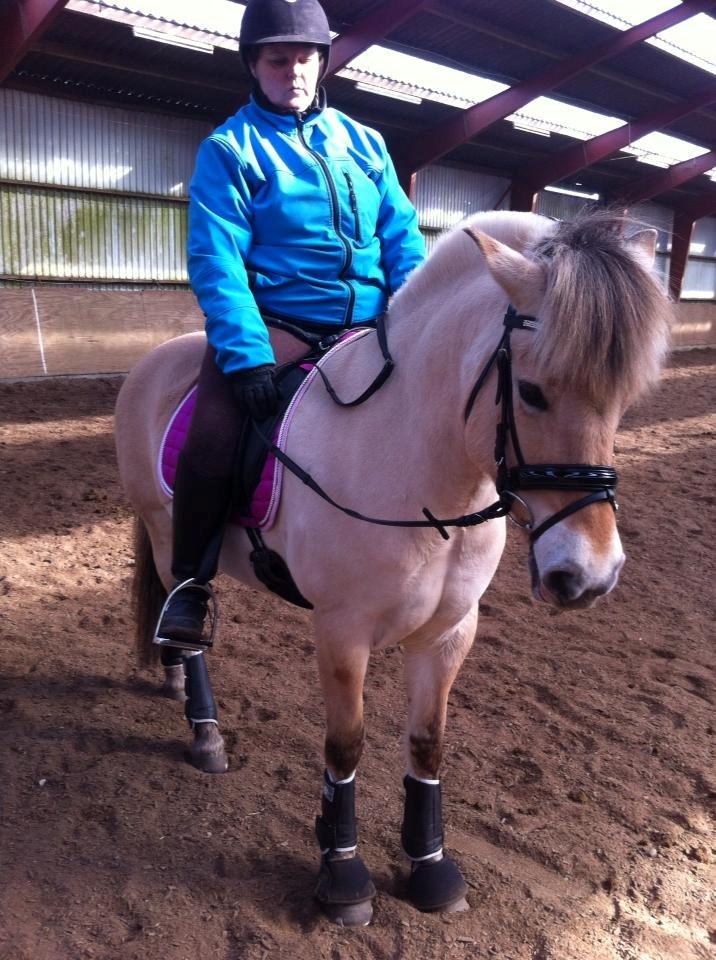 Fjordhest Thilde billede 12