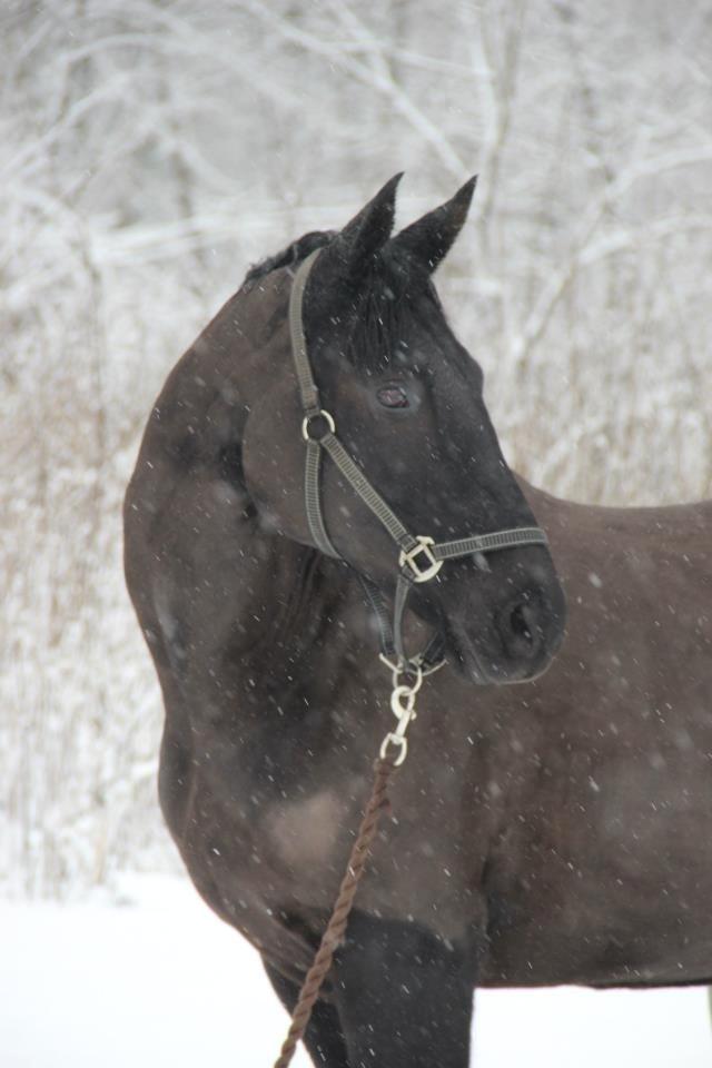 Dansk Varmblod Duchesse [Himmel hest] billede 5