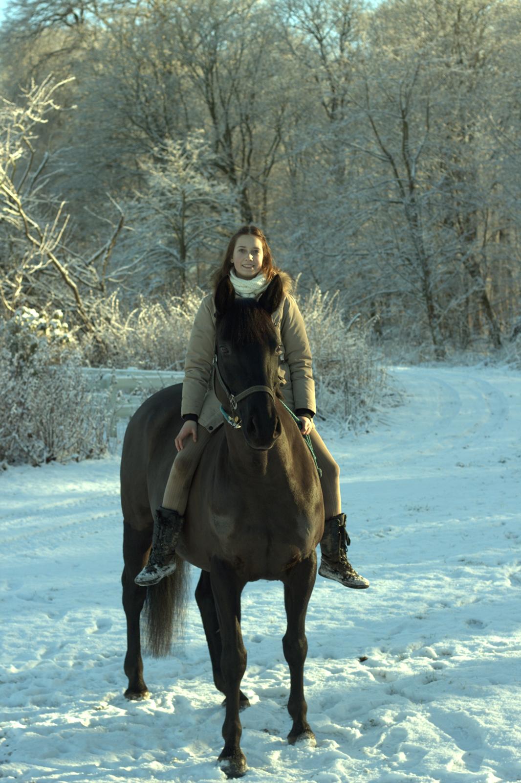 Dansk Varmblod Duchesse [Himmel hest] billede 19