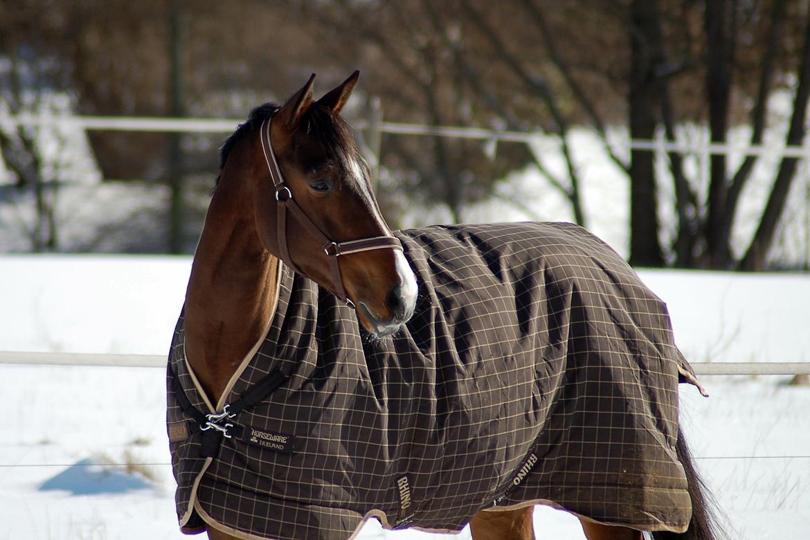 Dansk Varmblod Camarro SR billede 18