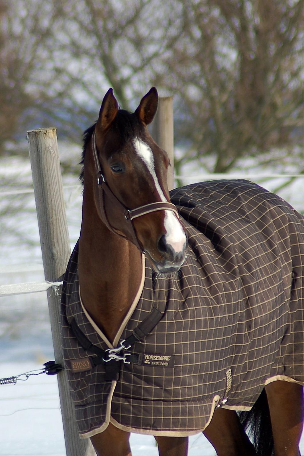 Dansk Varmblod Camarro SR billede 19