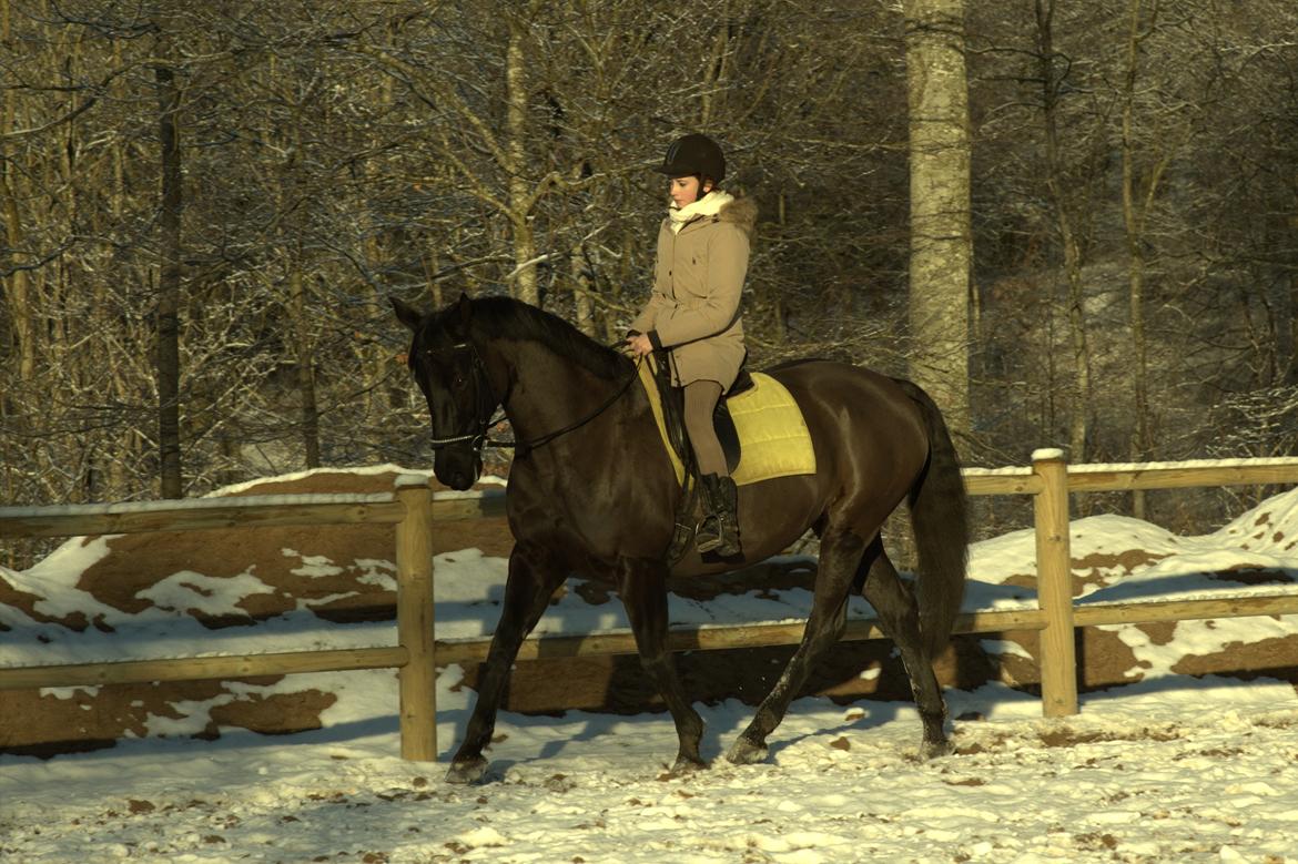 Dansk Varmblod Duchesse [Himmel hest] billede 20