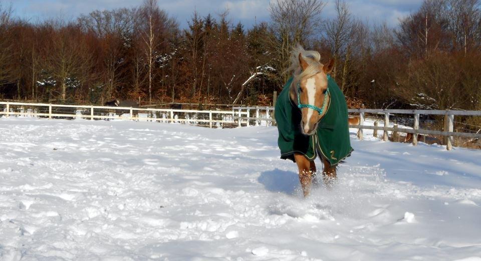 Palomino SKOVLYST'S LOGAN billede 12