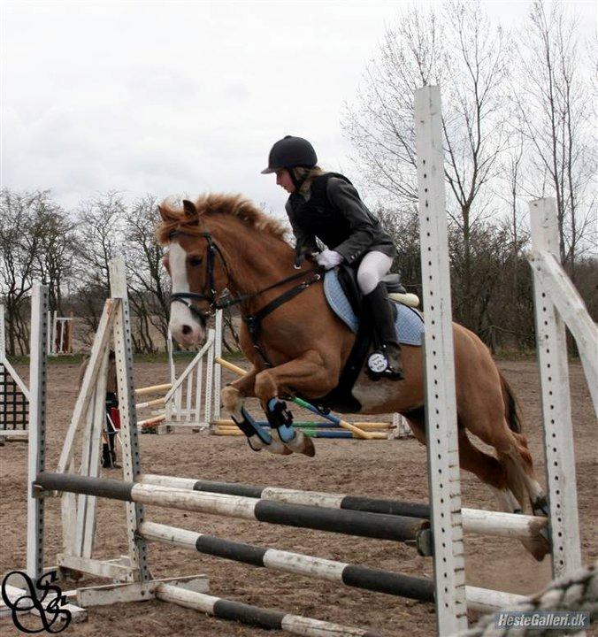 Anden særlig race Amadeus *Ama* billede 19