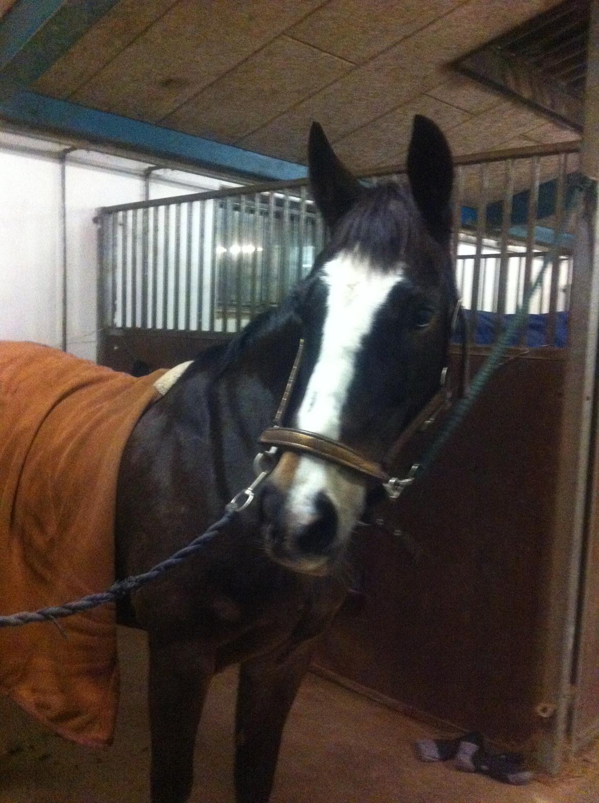 Hollandsk Sportspony Maggie [Himmelhest] - Min dejlige pony efter en god enetime! billede 4