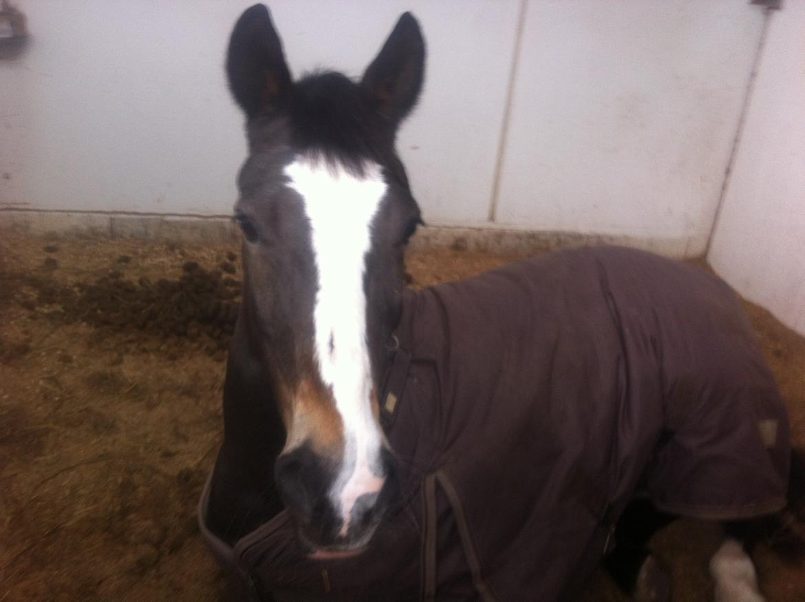 Hollandsk Sportspony Maggie [Himmelhest] - Dejlige Maggie lå ned, da jeg kom. <3 billede 3