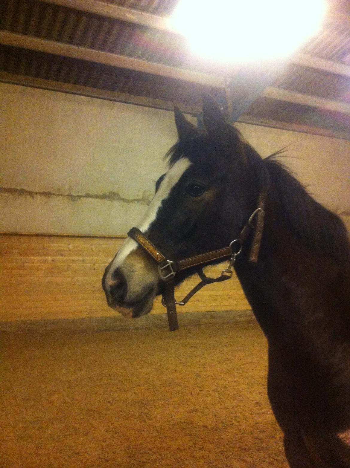 Hollandsk Sportspony Maggie [Himmelhest] - Smukke Maggie, der er løs i hallen <3 billede 6