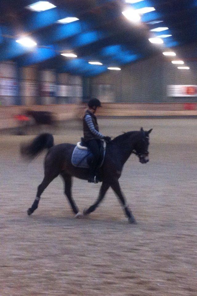 Hollandsk Sportspony Maggie [Himmelhest] - Et gammelt billede - 2012. billede 7