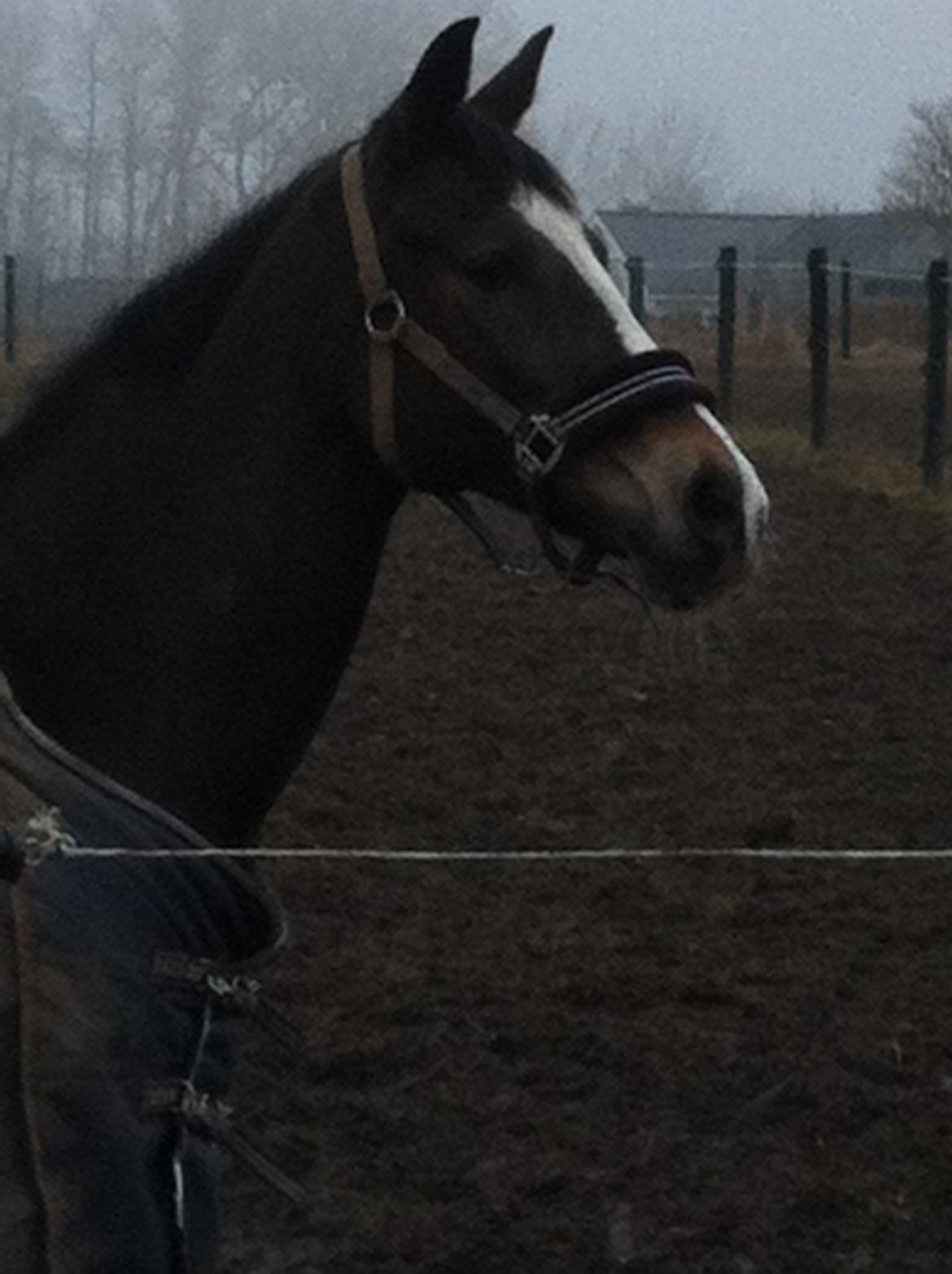 Hollandsk Sportspony Maggie [Himmelhest] - Maggie på fold med den skønneste B-Alert. billede 9
