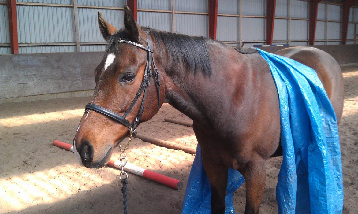 Fuldblod (XX) Tripoli - Første gang han har en presenning over sig. :-D billede 7