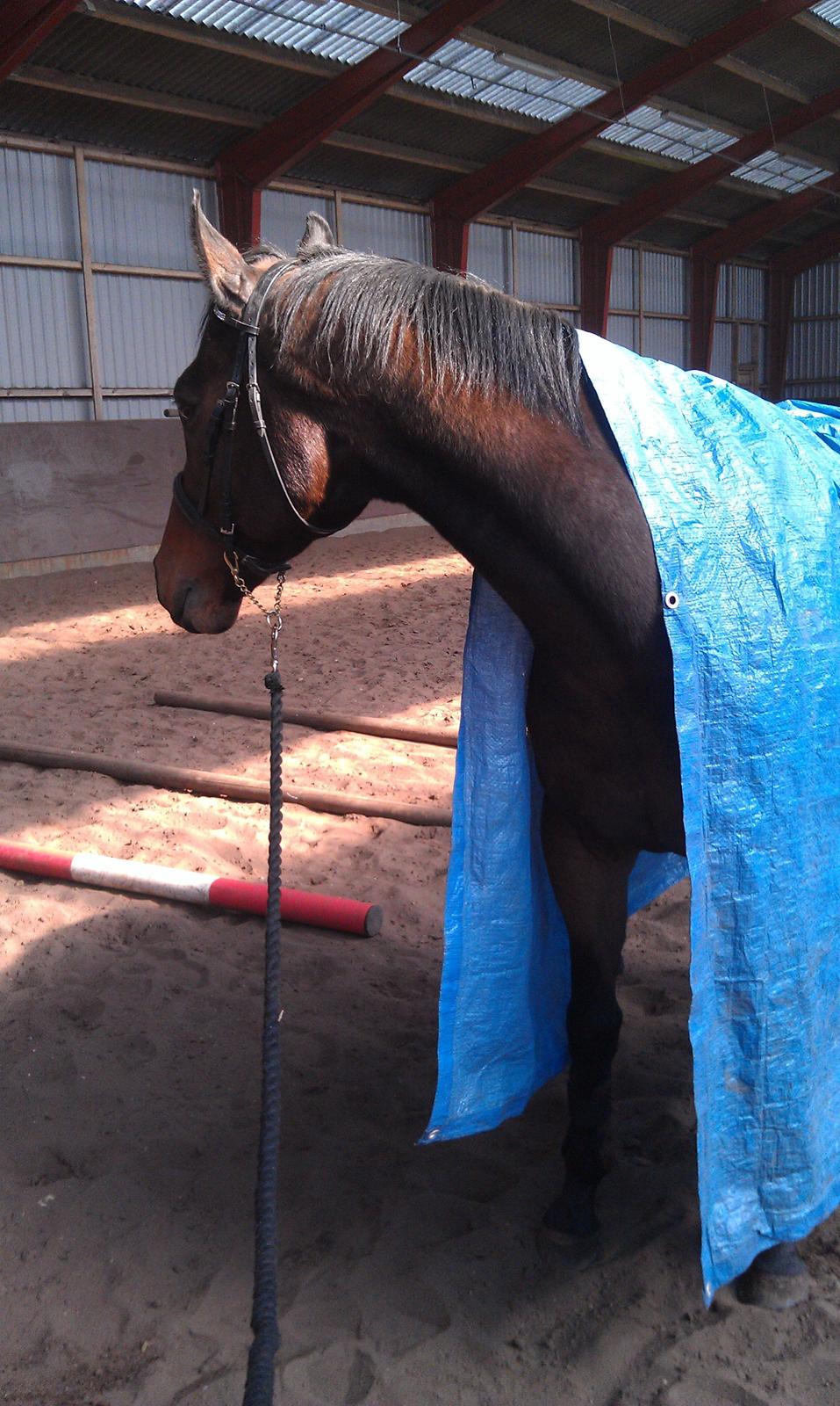 Fuldblod (XX) Tripoli - Første gang han har en presenning over sig, så dygtig :-D billede 15