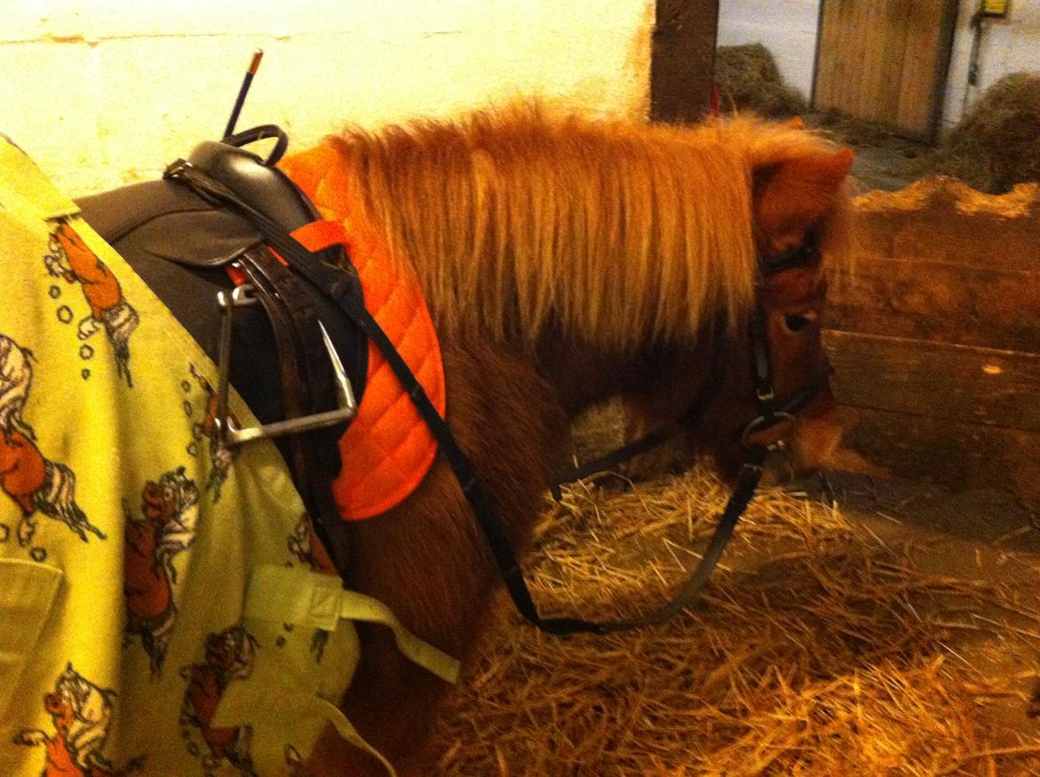 Shetlænder Jesper - ELSKER DIG!<3<3<3<3 billede 10